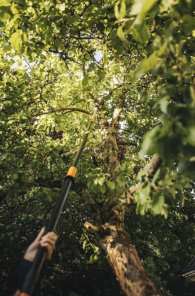 1023634 - Coupe branche avec une scie of